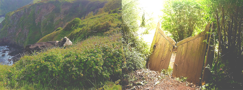 From left: A cow on the edge of the cliffs and a broken gate