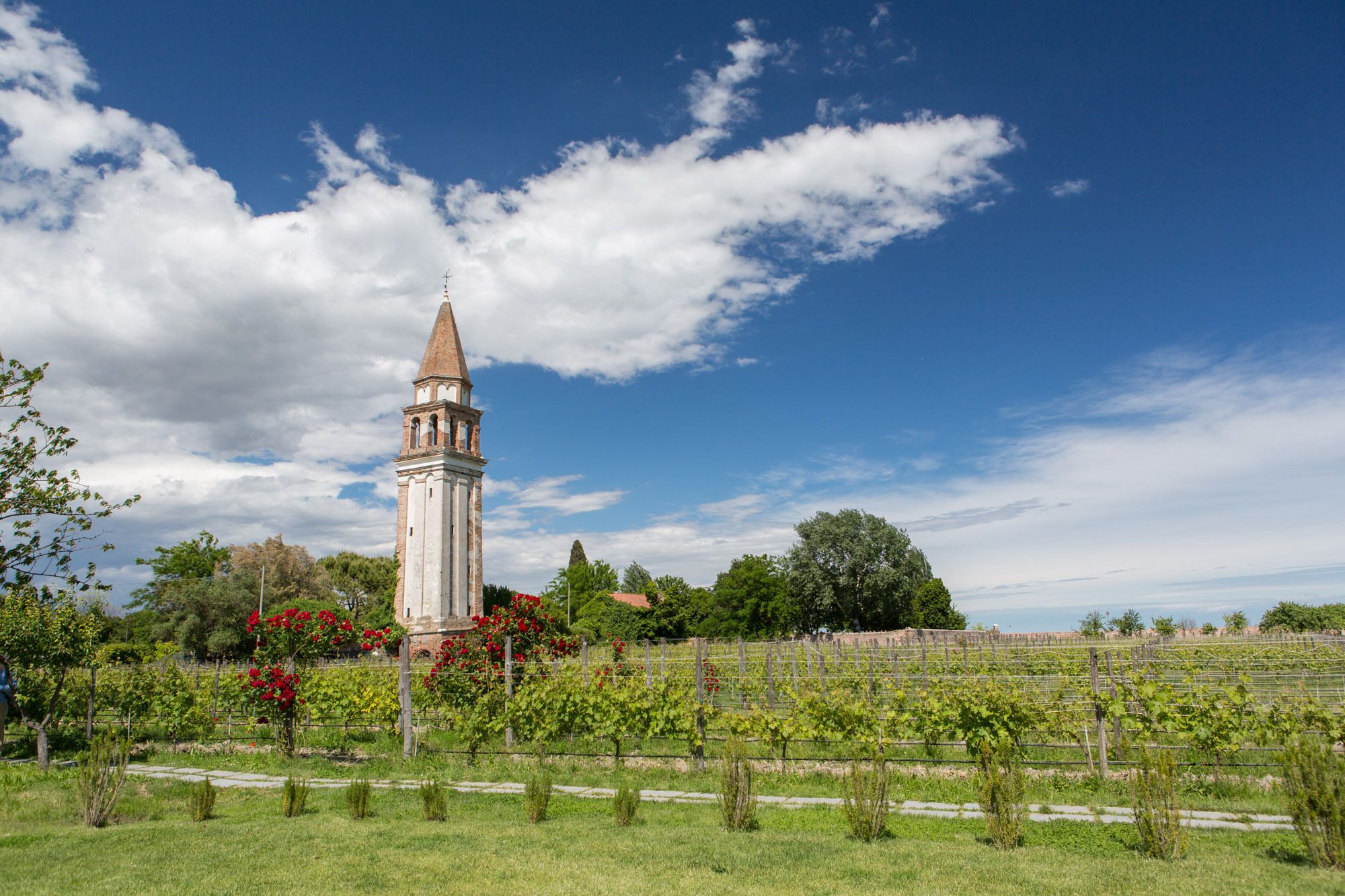 A hidden vineyard in Venice